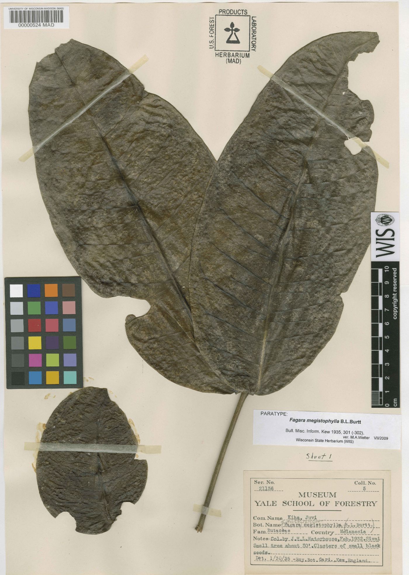 Zanthoxylum megistophyllum image