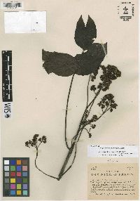 Zanthoxylum megistophyllum image