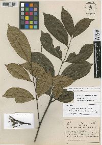 Zanthoxylum juniperinum image