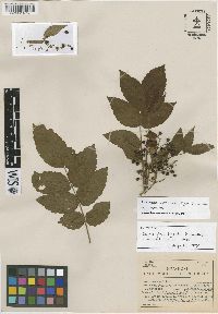 Zanthoxylum mollissimum image