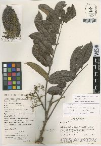 Zanthoxylum ekmanii image