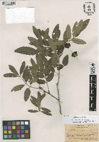 Image of Aglaia basiphylla