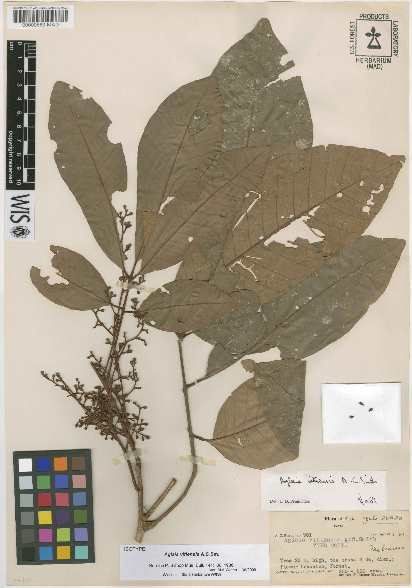 Aglaia vitiensis image