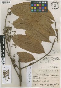 Trichilia poeppigii image