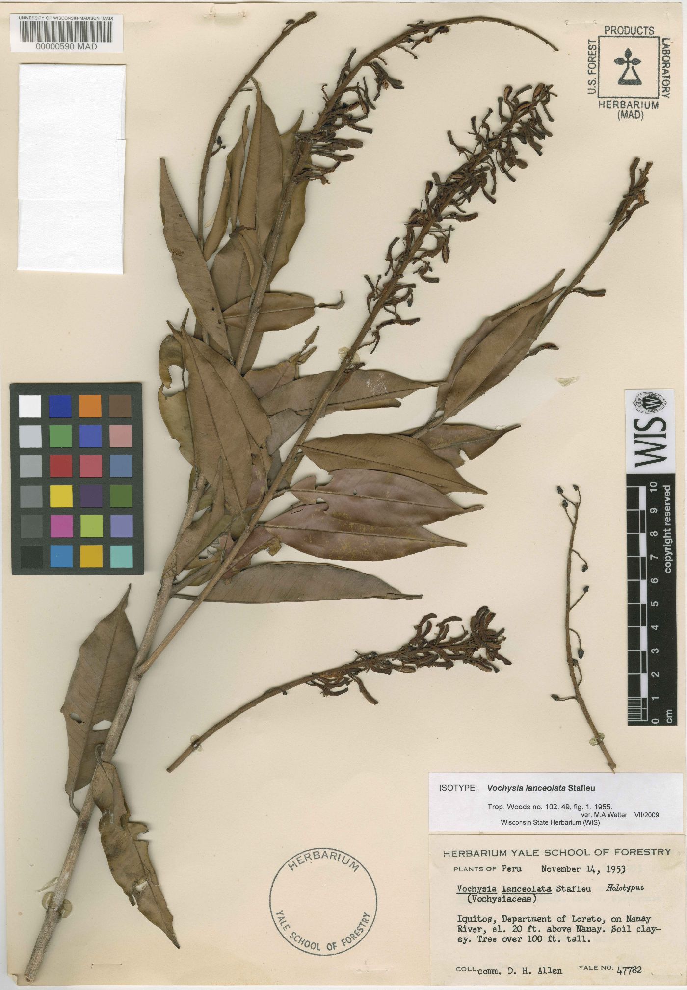 Vochysia lanceolata image