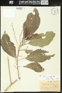 Claoxylon fallax image