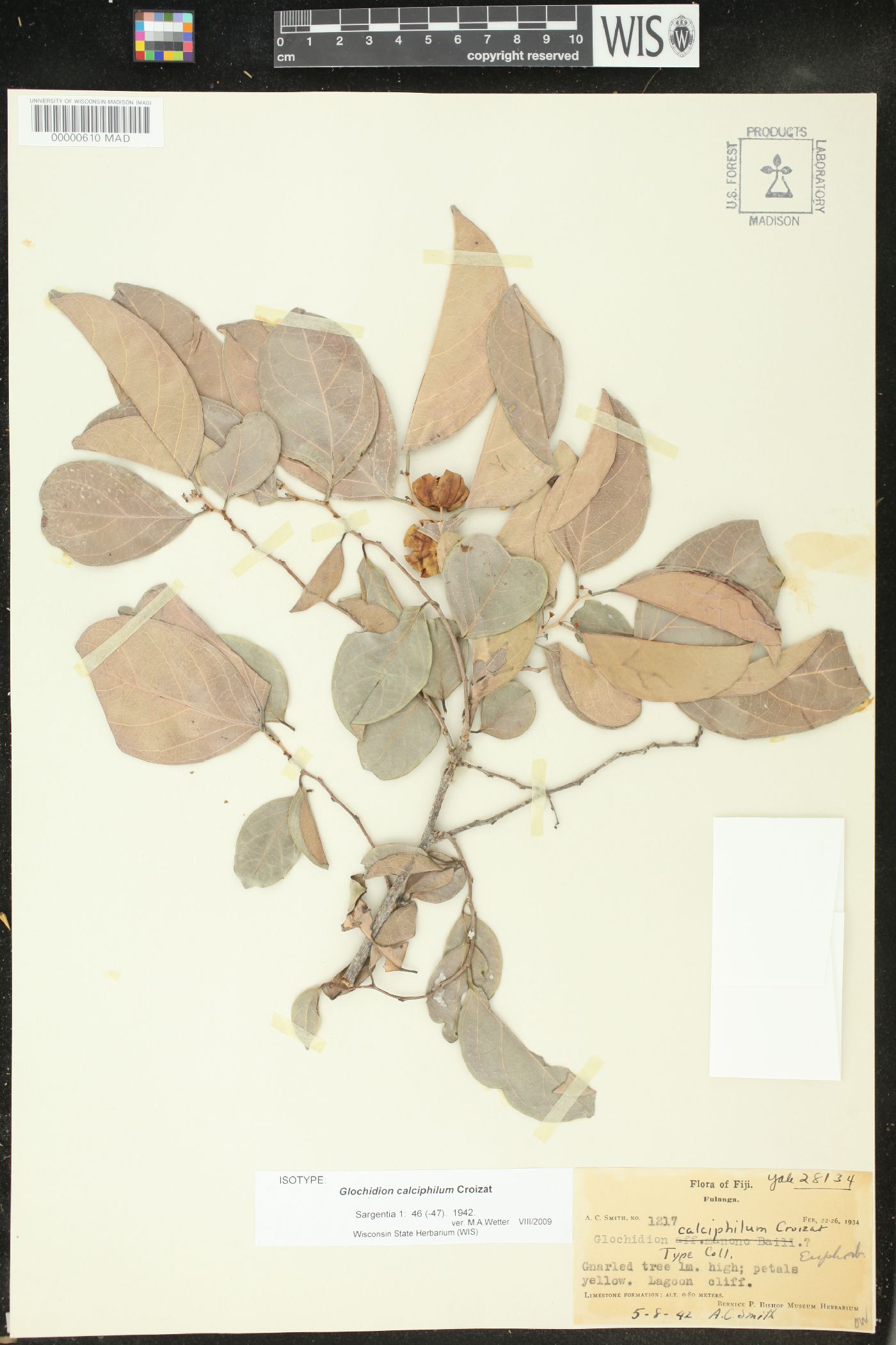 Phyllanthus calciphilus image