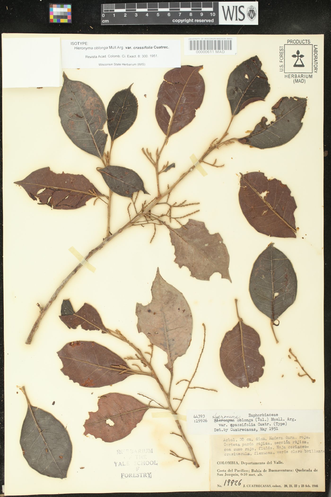 Hieronyma oblonga var. crassifolia image