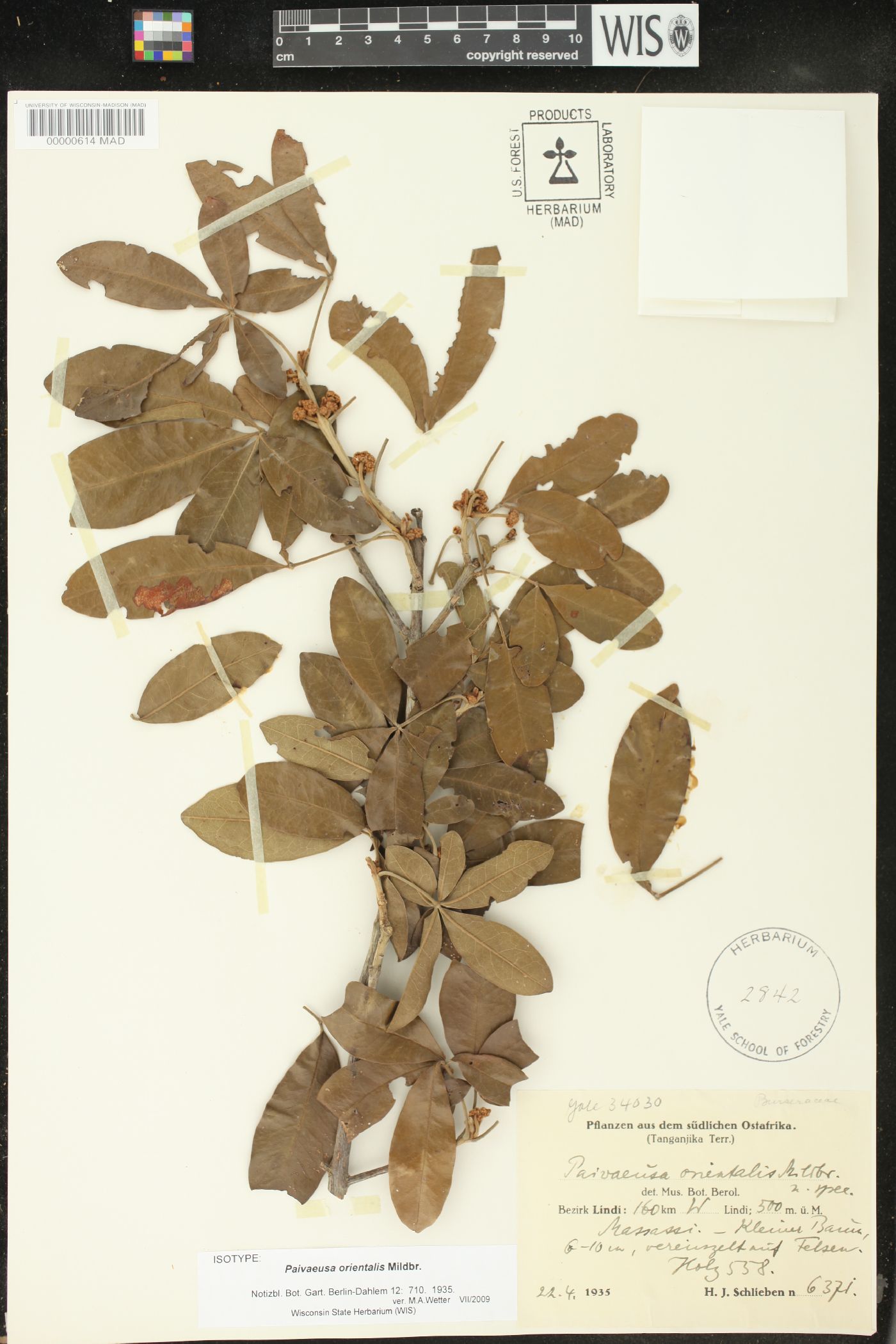 Oldfieldia somalensis image