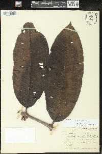 Image of Pera pulchrifolia