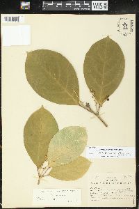 Tetrorchidium euryphyllum image