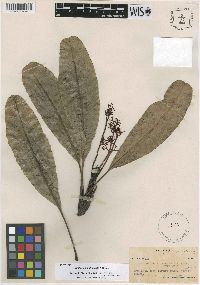 Image of Buchanania attenuata