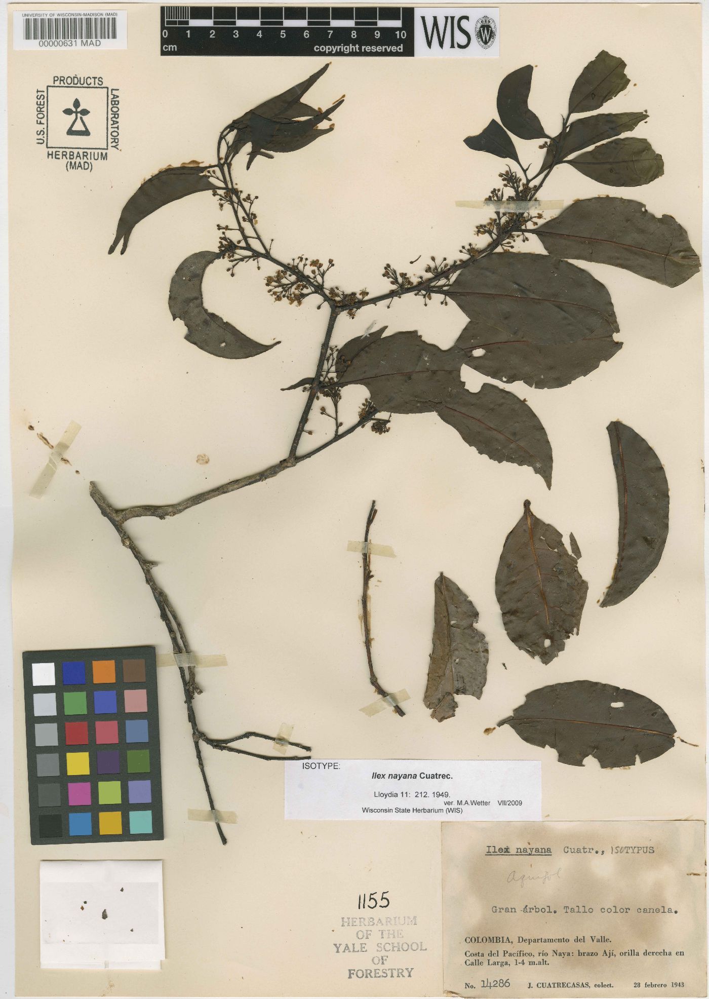 Ilex nayana image