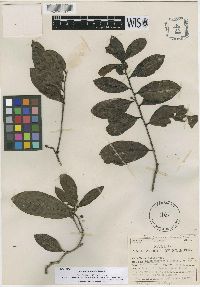 Ilex guianensis image