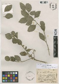 Schaefferia frutescens image