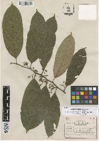 Discophora guianensis image