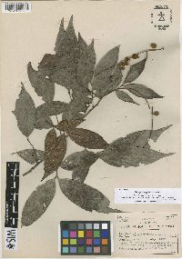 Matayba ingifolia image