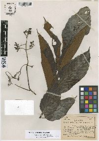 Leea tetramera image