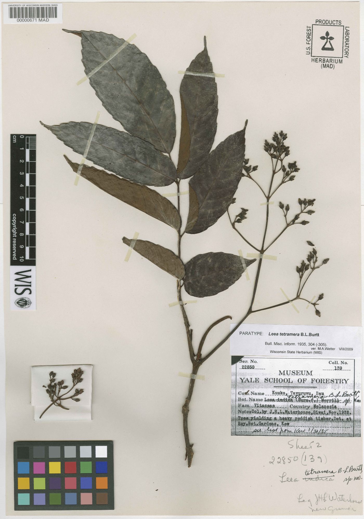 Leea tetramera image
