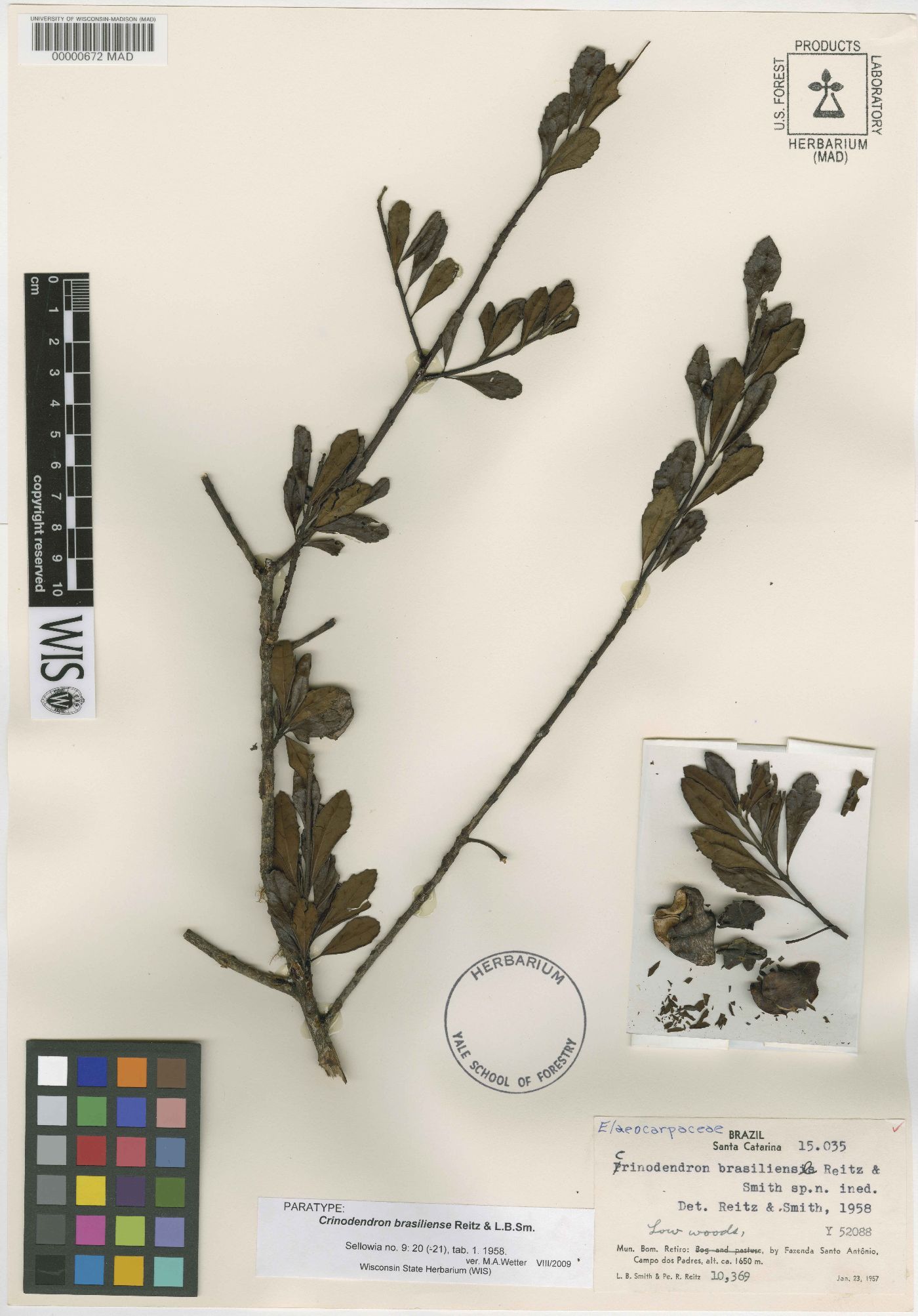 Crinodendron brasiliense image