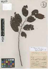 Image of Elaeocarpus multisectus