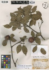 Image of Sloanea picapica