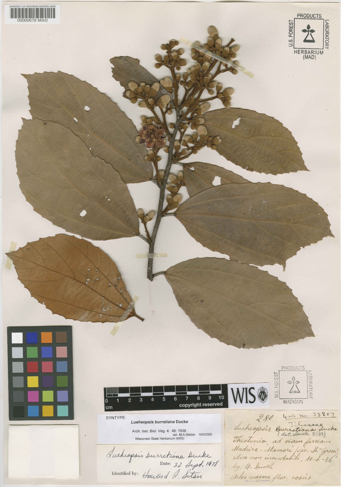 Lueheopsis burretiana image
