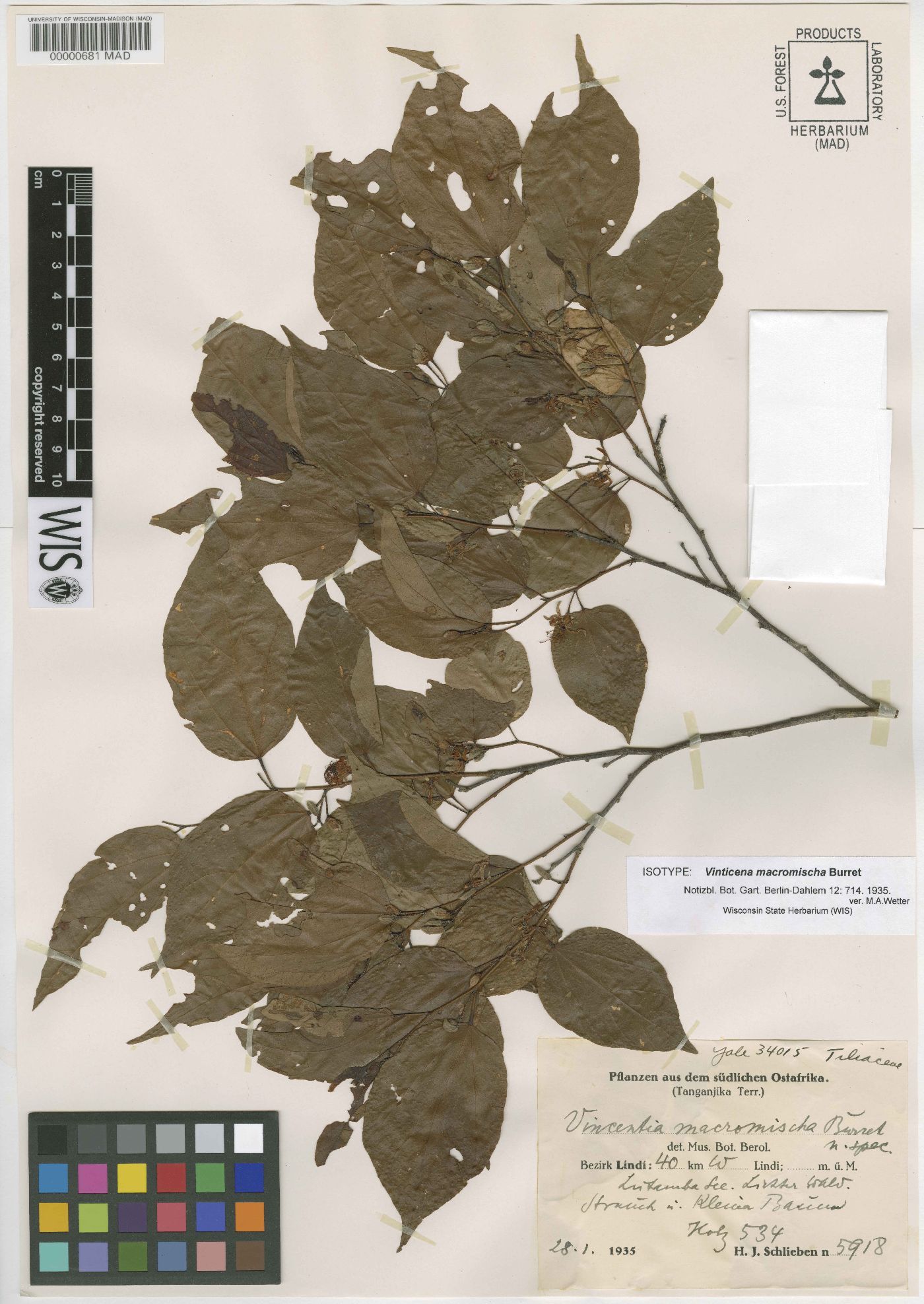 Grewia triflora image