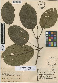 Image of Huberodendron patinoi