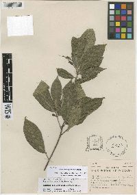 Quararibea yunckeri subsp. yunckeri image