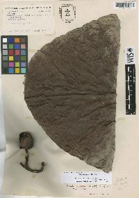 Dillenia ingens image