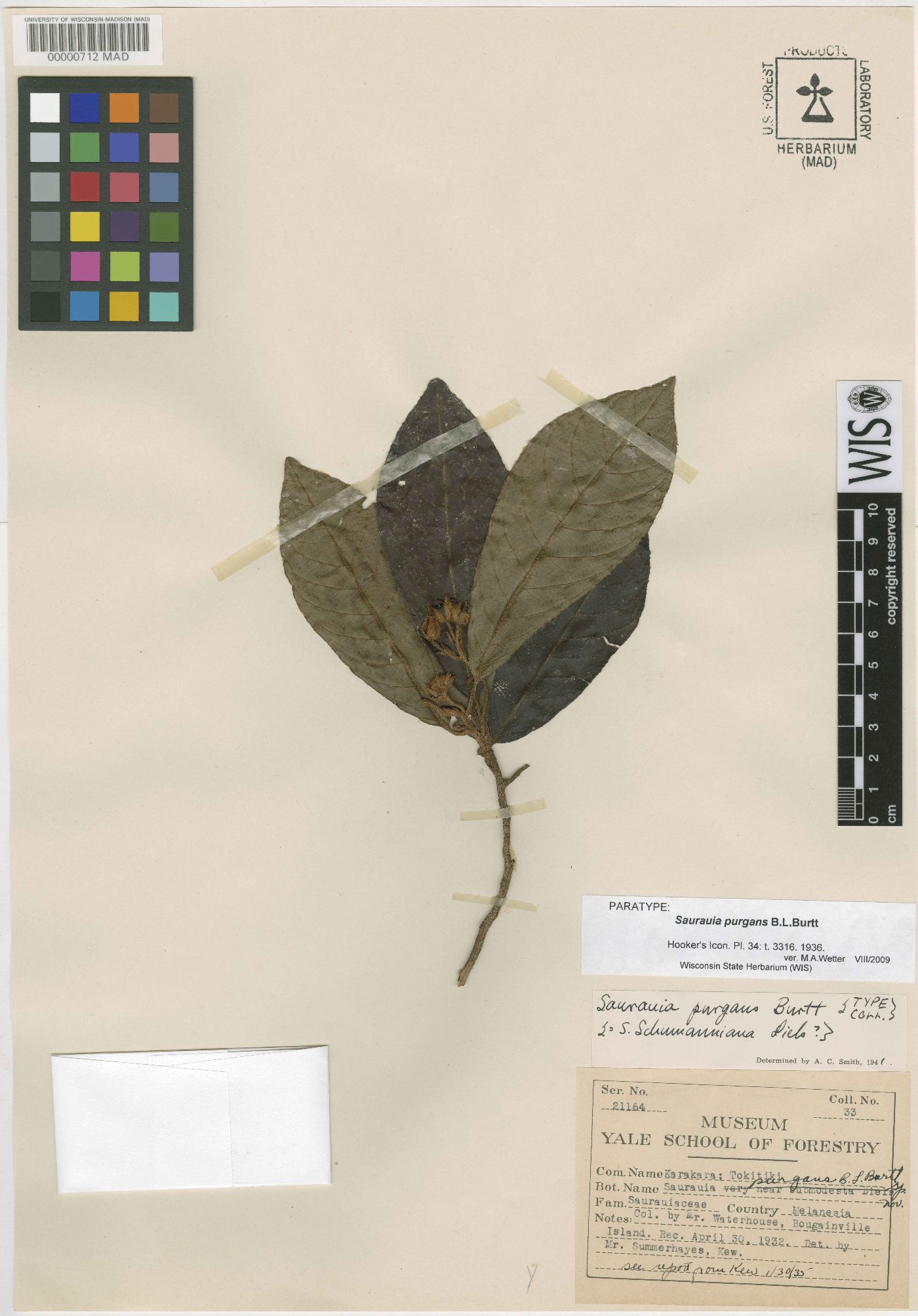 Saurauia purgans image