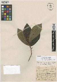 Saurauia purgans image