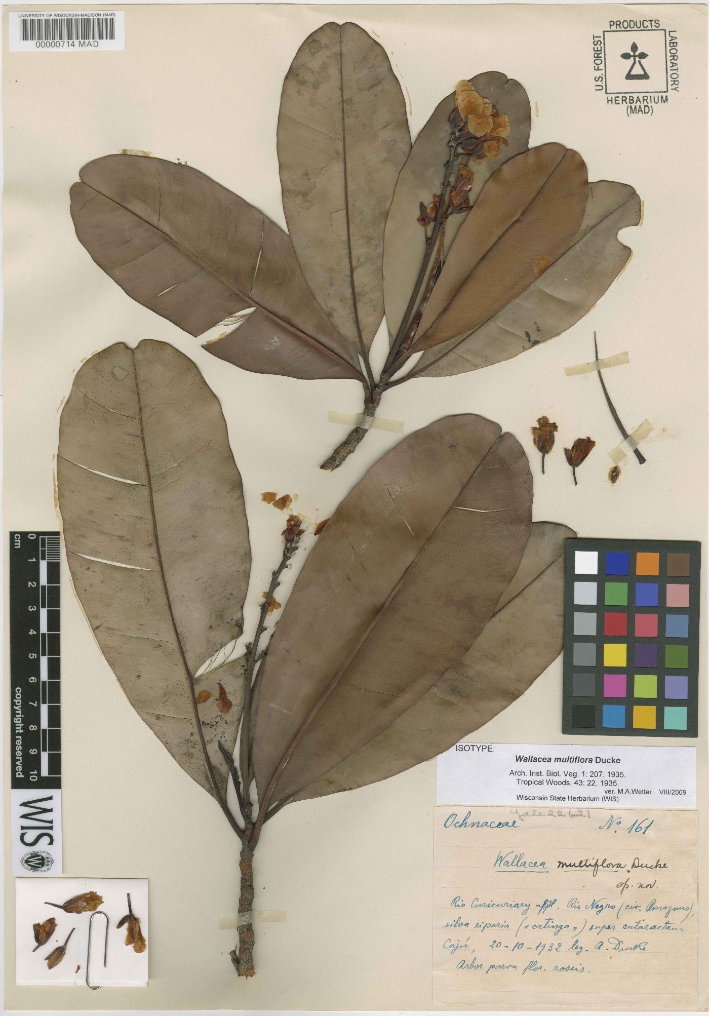 Wallacea multiflora image