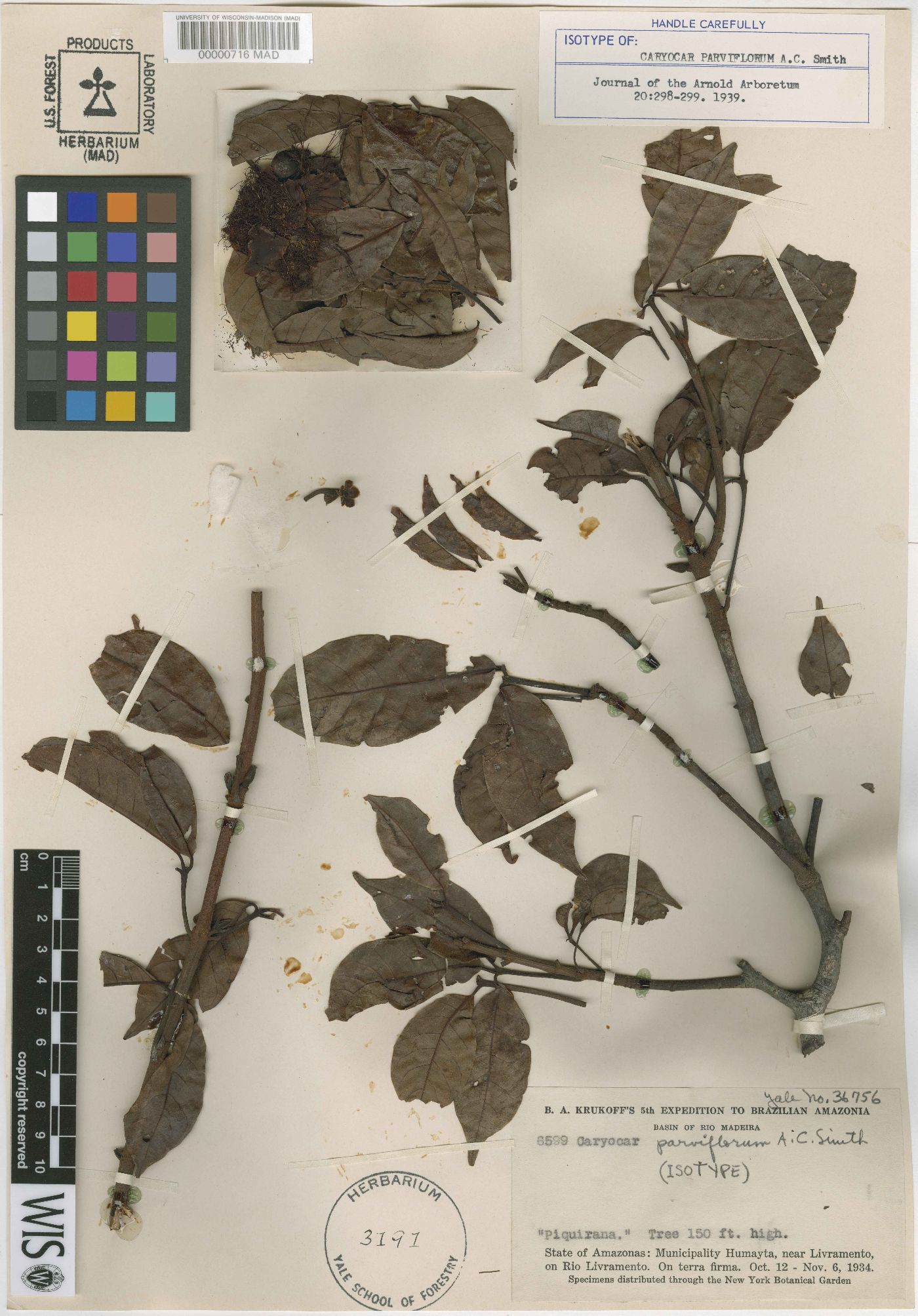 Caryocar glabrum subsp. parviflorum image