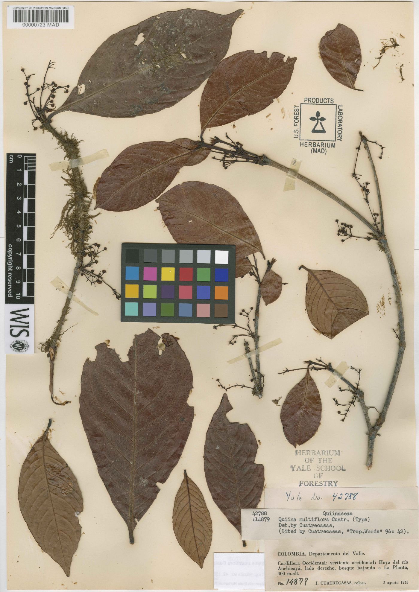 Quiina multiflora image