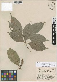 Lacunaria crenata image