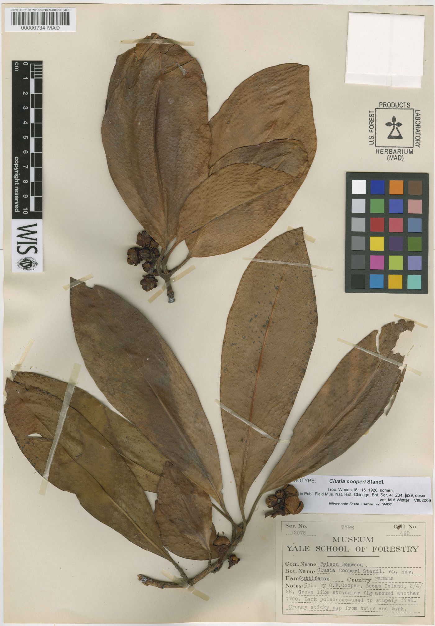 Clusia cooperi image