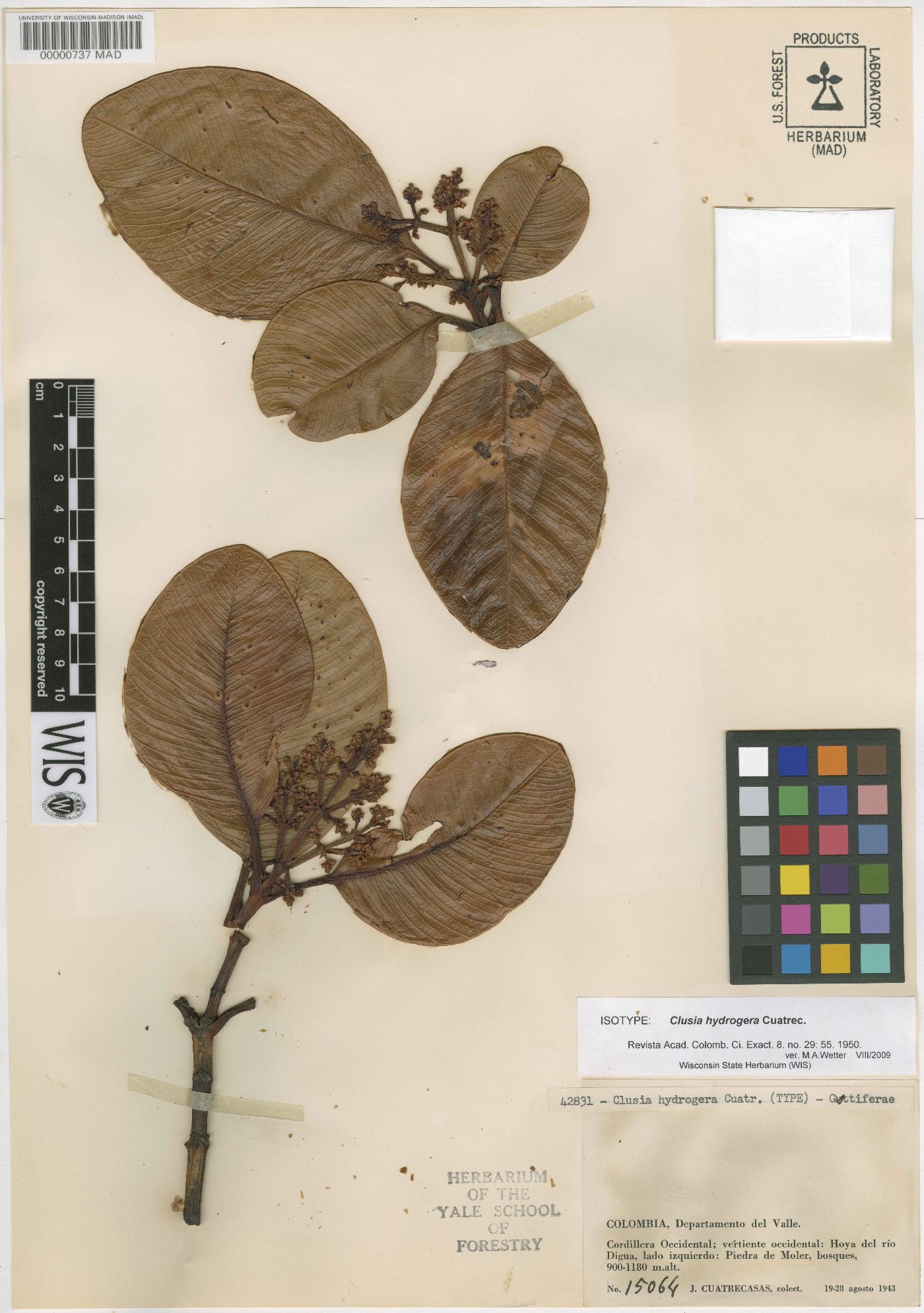 Clusia hydrogera image