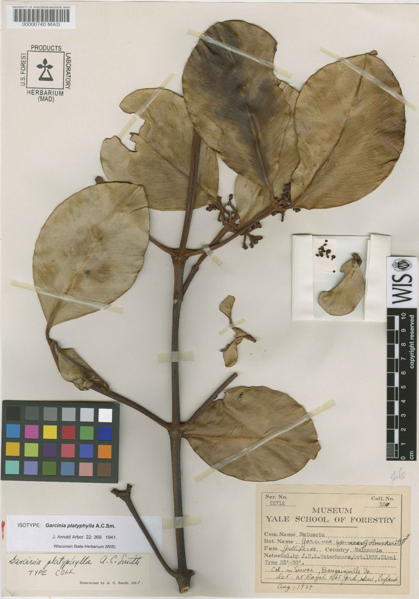 Garcinia platyphylla image