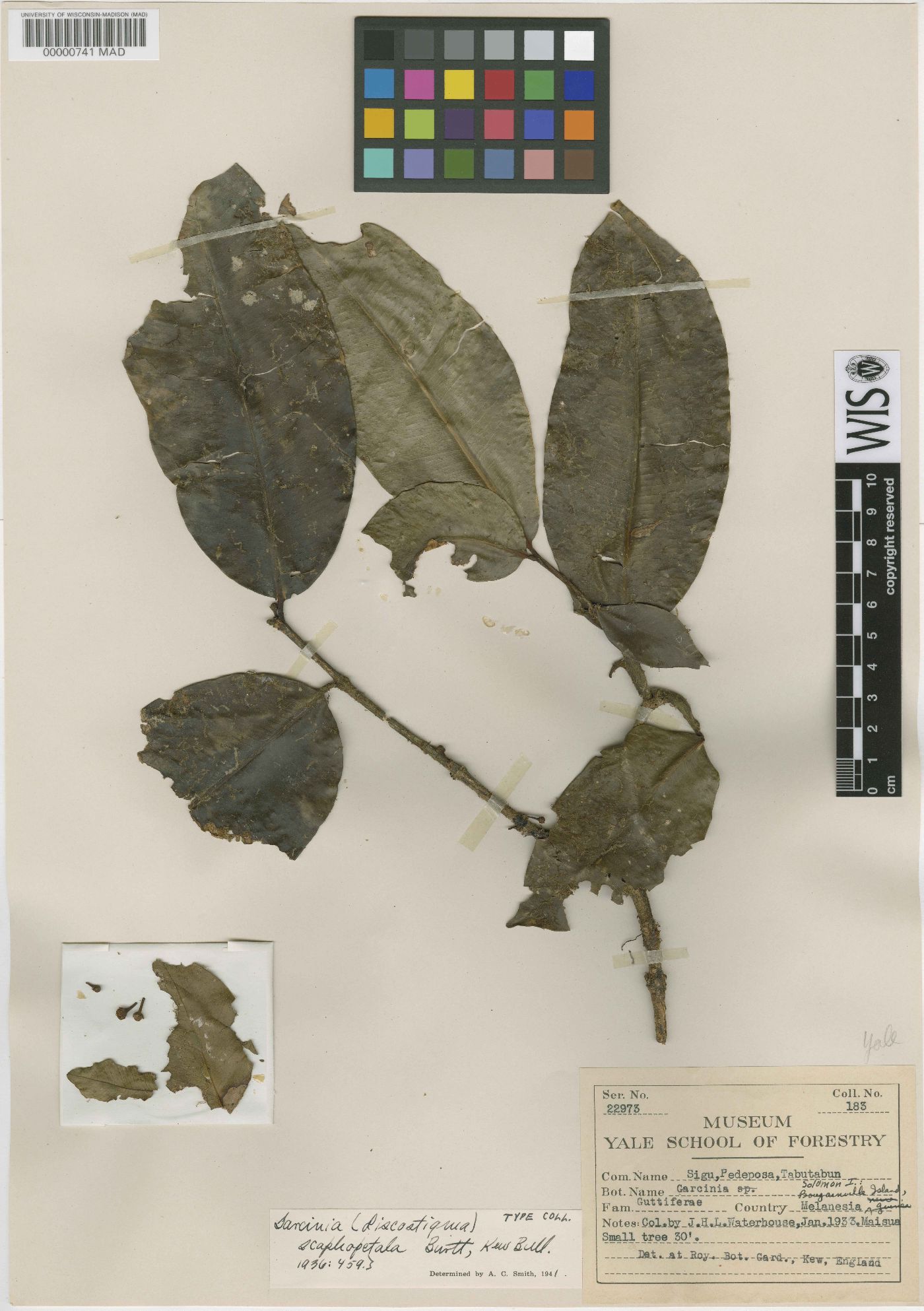 Garcinia scaphopetala image