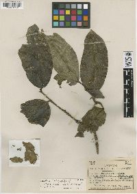 Image Associated With the Occurence