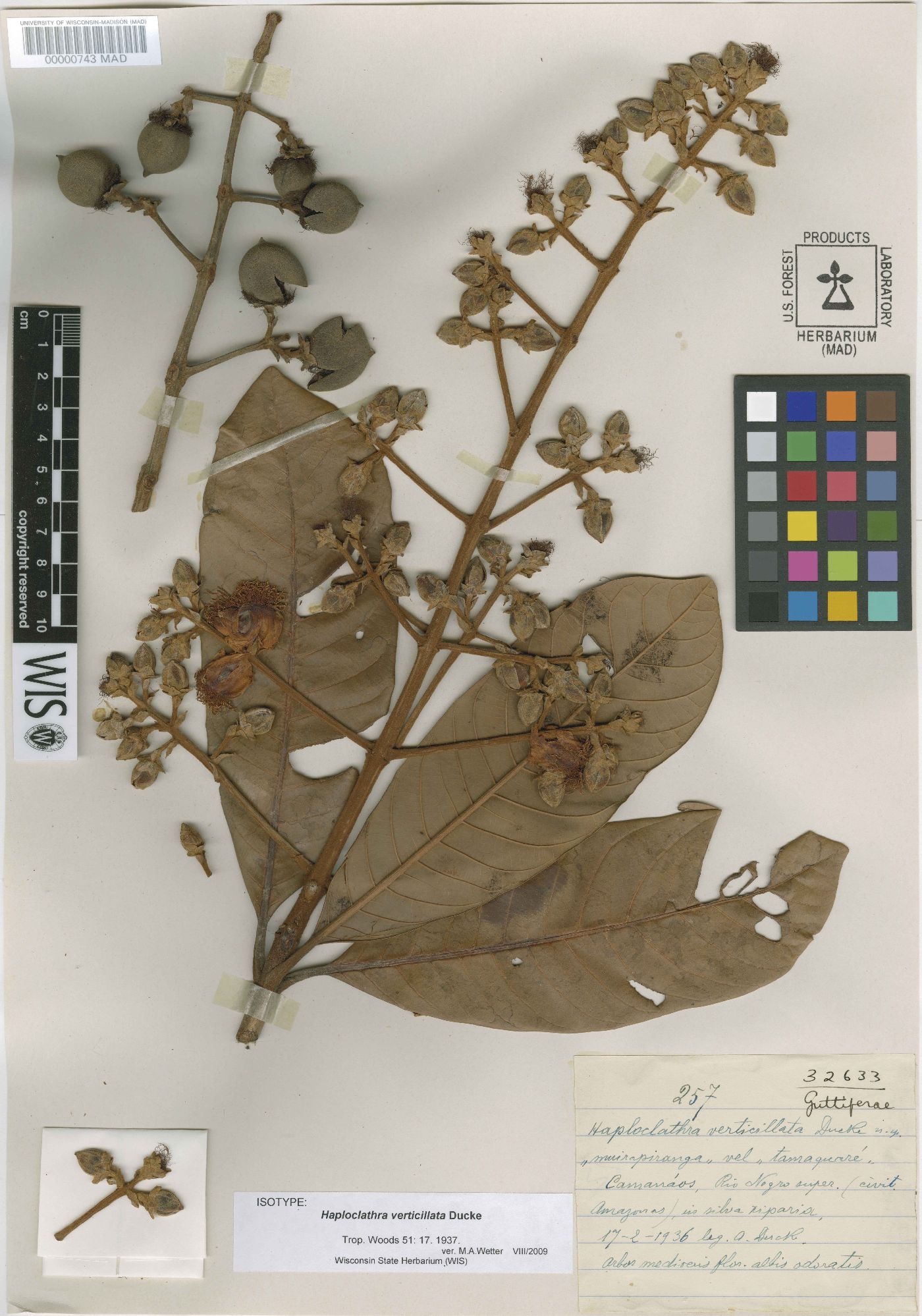 Haploclathra paniculata subsp. verticillata image