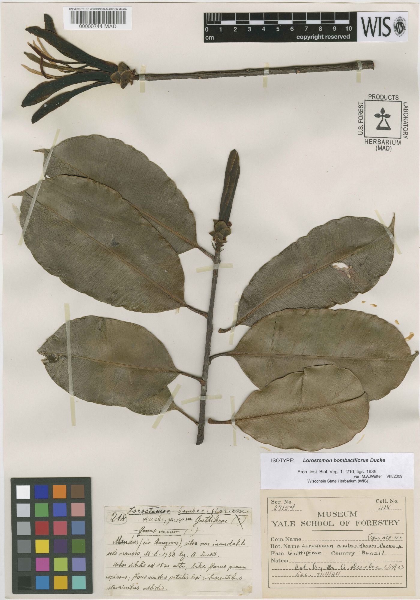 Lorostemon bombaciflorus image