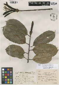 Media resource of Lorostemon bombaciflorus