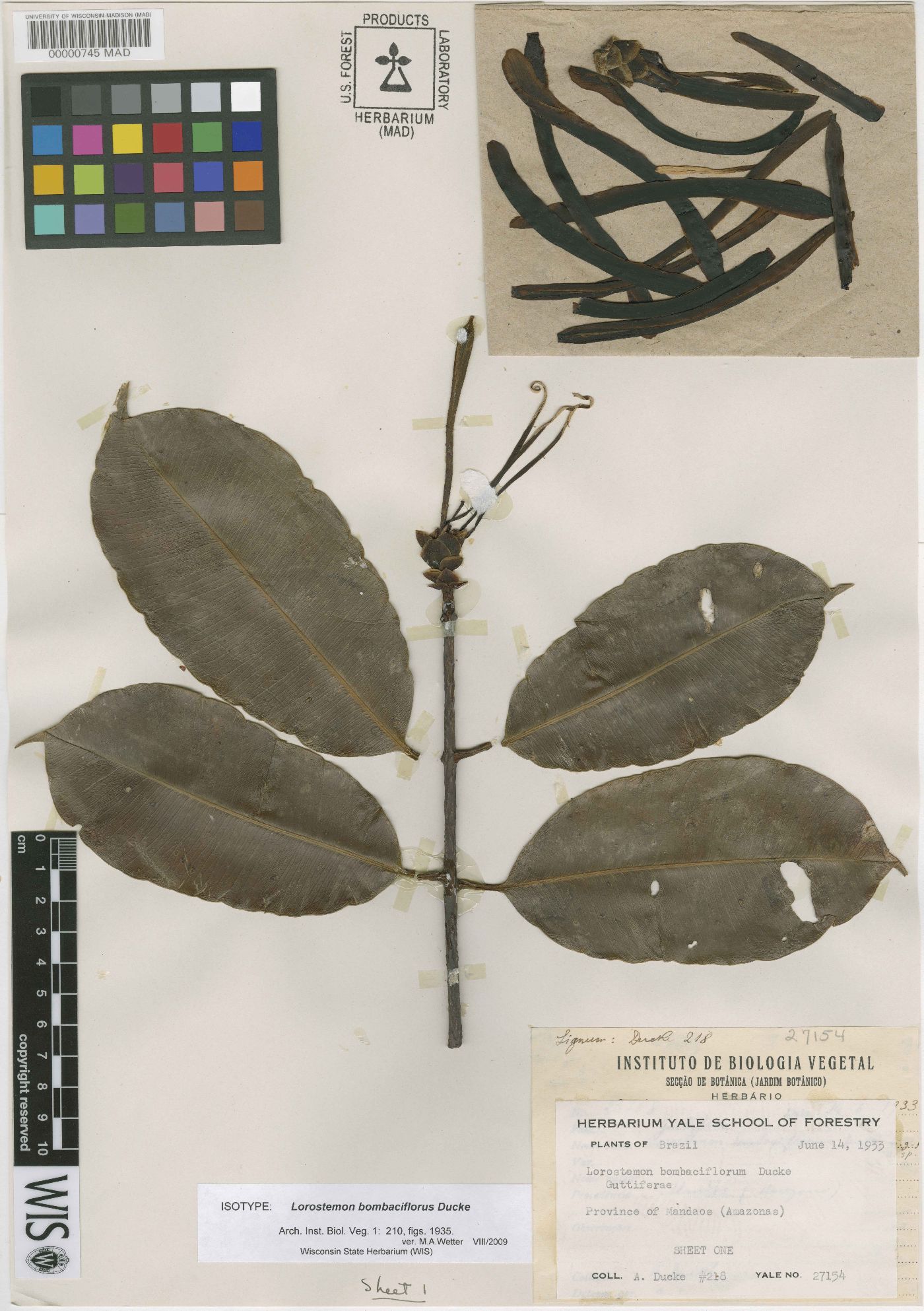 Lorostemon bombaciflorus image