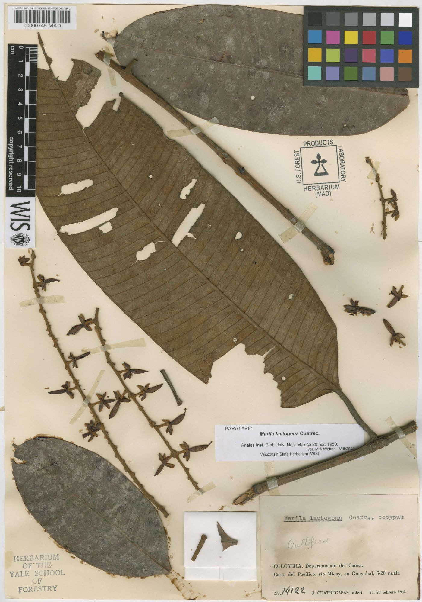 Marila lactogena image