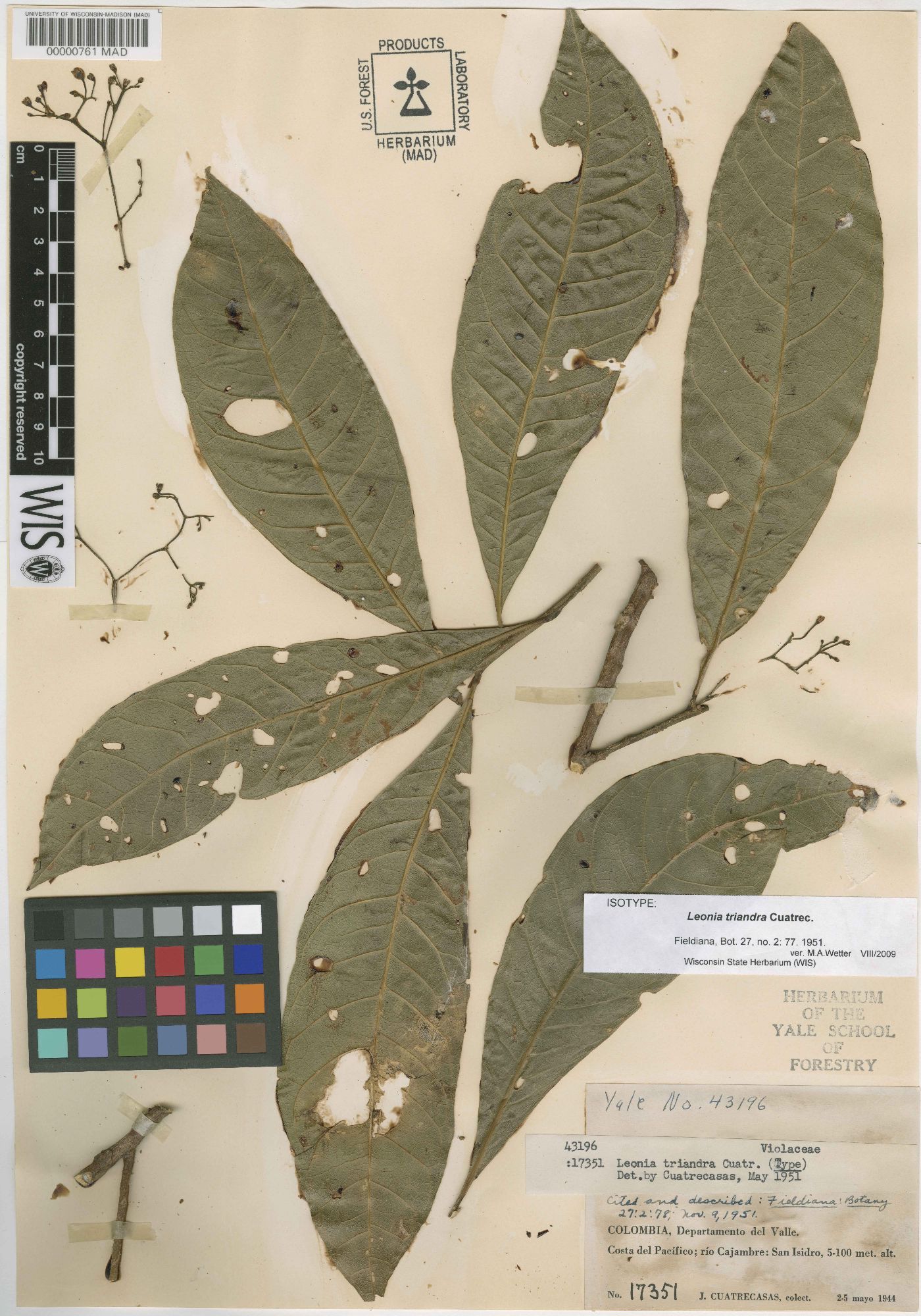 Leonia triandra image