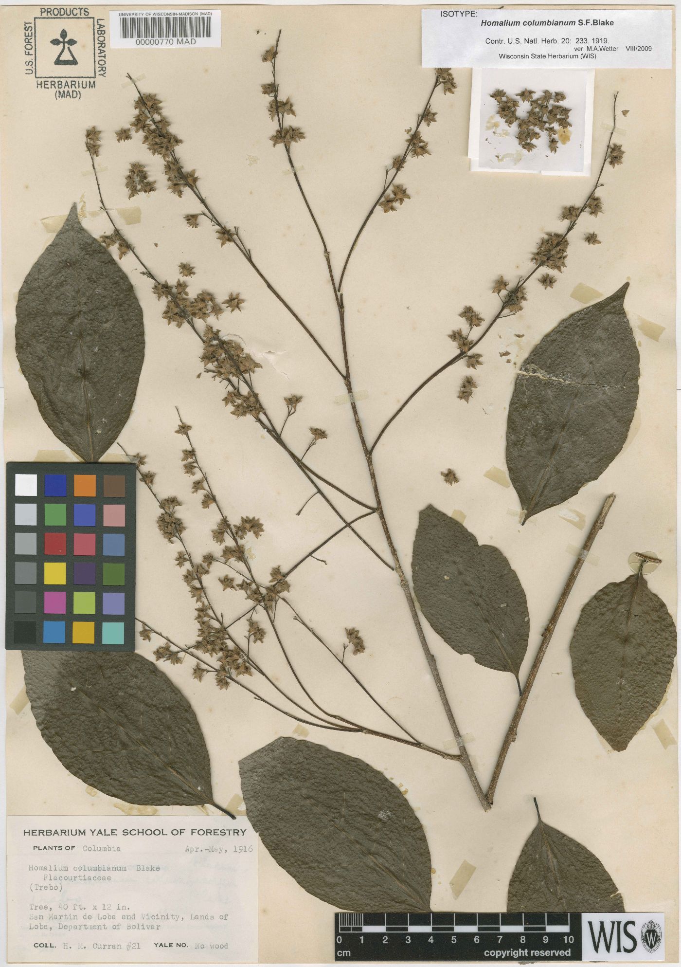 Homalium racemosum image