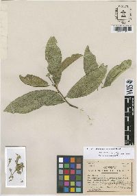 Daphnopsis loranthifolia image